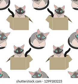 Siamese cats graphics cat in a box seamless vector pattern
