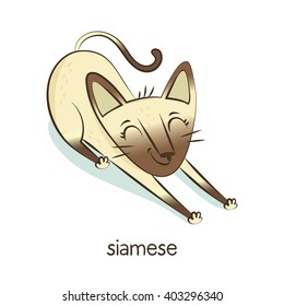 Siamese. Cute vector cartoon cat character stretching isolated on white with breed caption