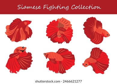 siamese fighting collection. siamese fighting in different poses. Vector illustration.