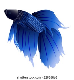 Siamese fighting fish