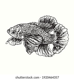The Siamese fighting fish  Betta splendens  side view  Ink black   white doodle drawing in woodcut outline style  Vector illustration