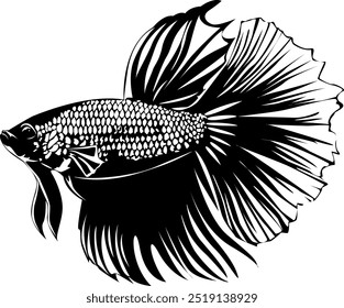 Siamese fighting fish, commonly known as fighting fish, is a freshwater fish that is popularly kept in aquariums.