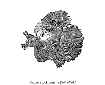 Siamese Fighting Fish Icon Vector illustration. Betta Splendens fish Hand Drawing. emblem isolated on White Background, Flat style for Graphic and Silhouette, logo.