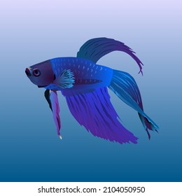 Siamese Fighting fish vector illustration