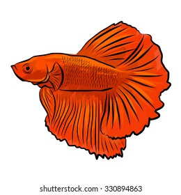 Siamese fish, illustration siamese fish isolated