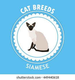 Siamese, Isolated cat breed, Vector illustration