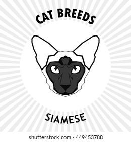 Siamese, Isolated cat breed, Vector illustration