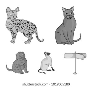 Siamese and other species. Cat breeds set collection icons in monochrome style vector symbol stock illustration web.