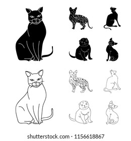 Siamese and other species. Cat breeds set collection icons in black,outline style vector symbol stock illustration web.