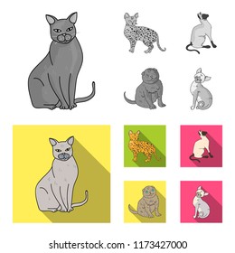 Siamese and other species. Cat breeds set collection icons in monochrome,flat style vector symbol stock illustration web.