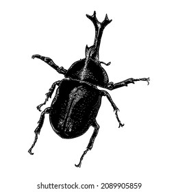 Siamese rhinoceros beetle vector illustration isolated on white background