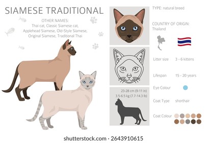 Siamese (Thai) Cat clipart. Traditional (classic) type. All coat colors set.  All cat breeds characteristics infographic. Vector illustration