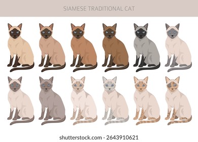Siamese (Thai) Cat clipart. Traditional (classic) type. All coat colors set.  All cat breeds characteristics infographic. Vector illustration