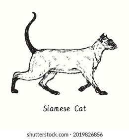Siamese (Thai) Cat standing side view. Ink black and white doodle drawing in woodcut style.