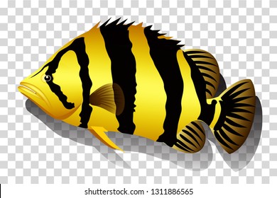 Siamese tiger fish isolated on grid background graphic vector