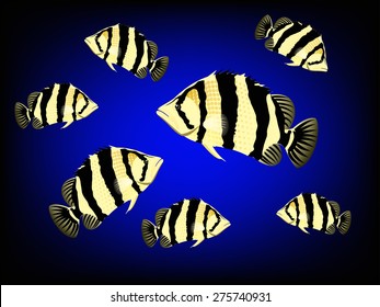 Siamese tigerfish vector