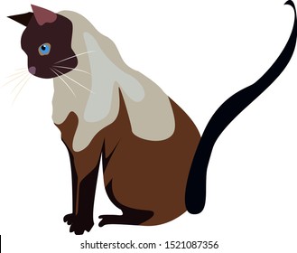 Siamess cat, illustration, vector on white background.