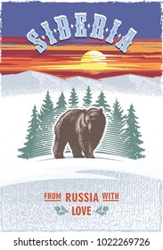 Siberia, the bear is on a background of trees, spruce, Russia, sunset, color poster, illustration, vector