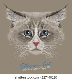 Cara linda animal gato siberiano. Retrato de cabeza gatita del baile de máscaras Neva. Realista retrato de piel de gatito siberiano de ojos azules aislado de fondo beige.