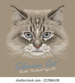 Siberian cat animal cute face. Vector funny Neva masquerade colorpoint kitten head portrait. Realistic fur portrait of Siberian blue eyed kitty isolated on beige background.