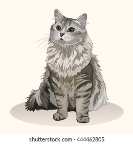 Siberian cat. Favorite pet breed. Realistic vector illustration.