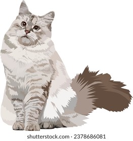 Siberian cat illustration with transparent background