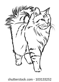 Siberian cat - vector illustration