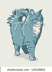 Siberian cat - vector illustration