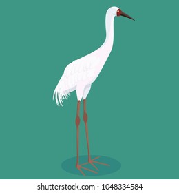 Siberian crane cartoon