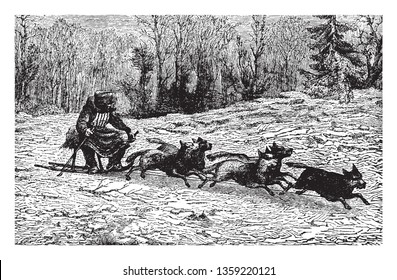Siberian Dog Sledge used by the Siberians for travel, vintage line drawing or engraving illustration.