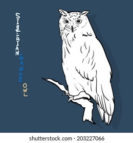 Siberian eagle owl, or Bubo bubo sibiricus.vector