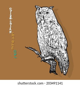 Siberian eagle owl, or Bubo bubo sibiricus.vector