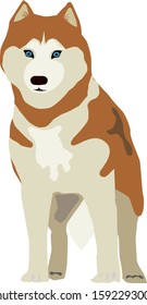 Siberian ginger husky with blue eyes. Brown and white. Vector illustration on a light background.