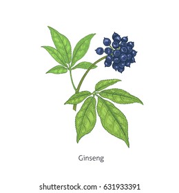 Siberian ginseng colorful. Medical herbs and plants Isolated on white background series. Vector illustration. Art sketch. Hand drawing object of nature. Vintage engraving style.