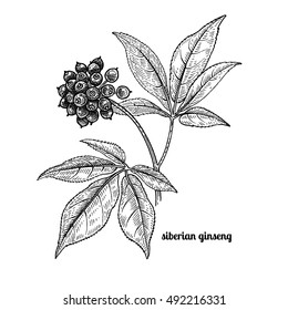 Siberian ginseng. Medical plant. Vector illustration isolated on white background. Vintage engraving style.