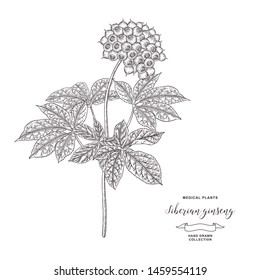 Siberian ginseng plant. Eleutherococcus senticosus, eleuthero hand drawn. Root, leaves and berries of Ginseng isolated on white background. Medicinal plant collection. Vector illustration. 