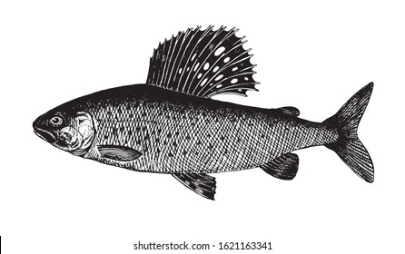 Siberian Grayling, fish collection. Healthy lifestyle, delicious food. Hand-drawn images, black and white graphics.