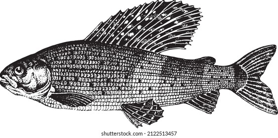 Grilería siberiana, arcticus thymallus. Colección de peces. Estilo de vida saludable, comida deliciosa. Imágenes dibujadas a mano, gráficos en blanco y negro.