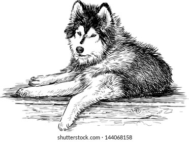 Siberian husky