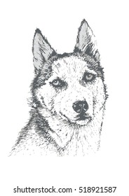 Siberian Husky