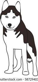 Siberian husky