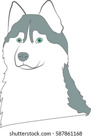 Siberian husky