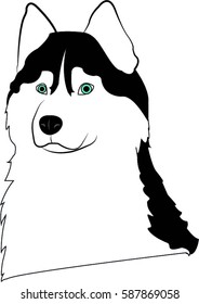Siberian husky