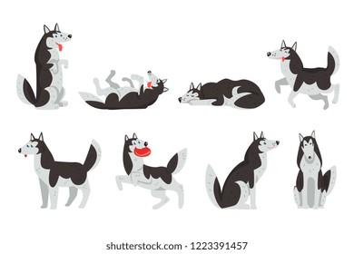 Siberian husky character sett, dog in different actions vector Illustrations on a white background