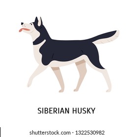 Siberian Husky. Charming playful working or sled dog of northern breed isolated on white background. Adorable purebred domestic animal or pet. Colored vector illustration in flat cartoon style.