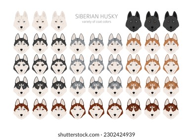 Siberian Husky clipart. All coat colors set.  All dog breeds characteristics infographic. Vector illustration