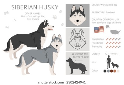 Siberian Husky clipart. All coat colors set.  All dog breeds characteristics infographic. Vector illustration