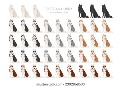 Siberian Husky clipart. All coat colors set.  All dog breeds characteristics infographic. Vector illustration