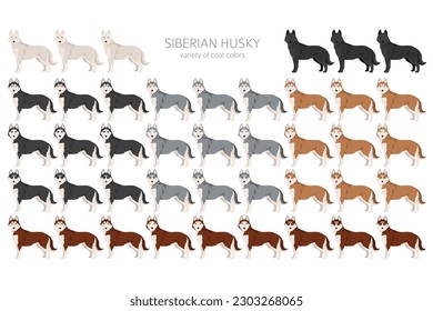 Siberian Husky clipart. All coat colors set.  All dog breeds characteristics infographic. Vector illustration