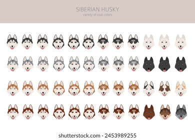 Clipart Husky Siberiano. Conjunto de todos los colores de la capa.  Infografía de características de todas las razas de perros. Ilustración vectorial